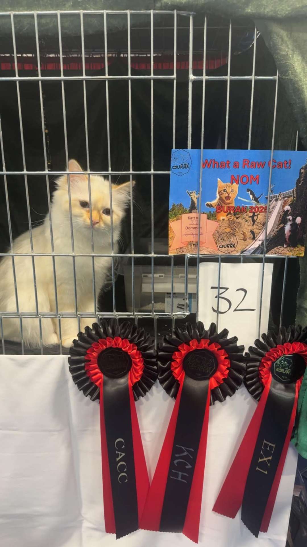 Avlskatt med rosetter på utstilling