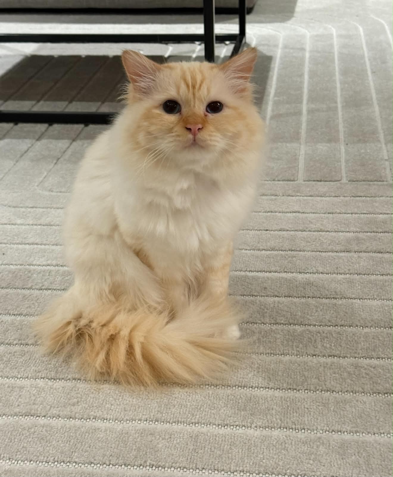 Simba