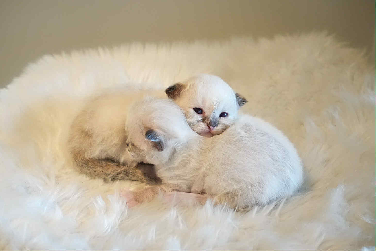 Nyfødte kattunger