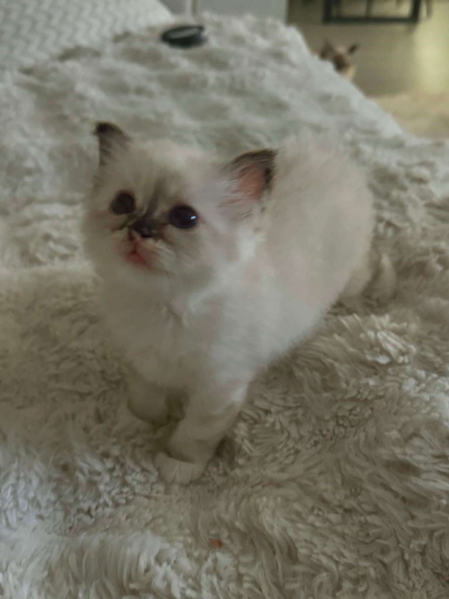 Kattunge på pledd