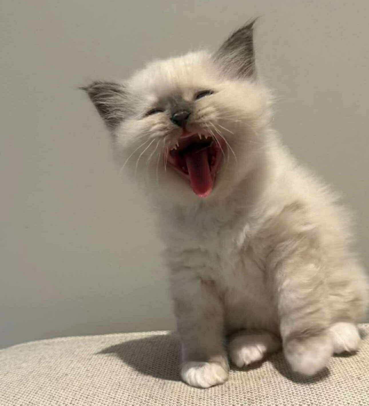 Gjespende kattunge