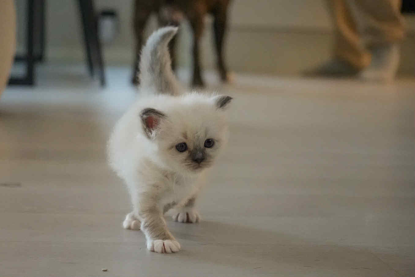 Liten kattunge på vei