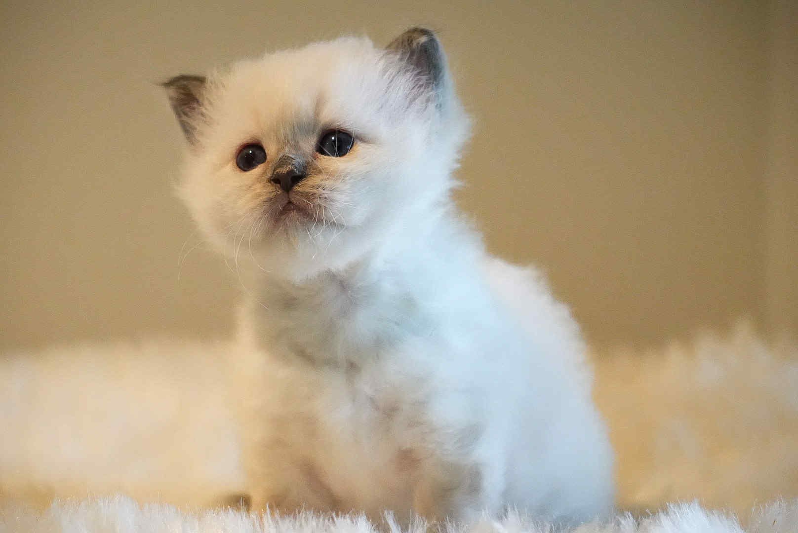Kattunge i feldet