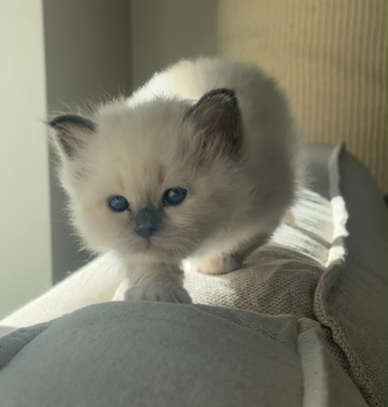 Liten kattunge i solskinn