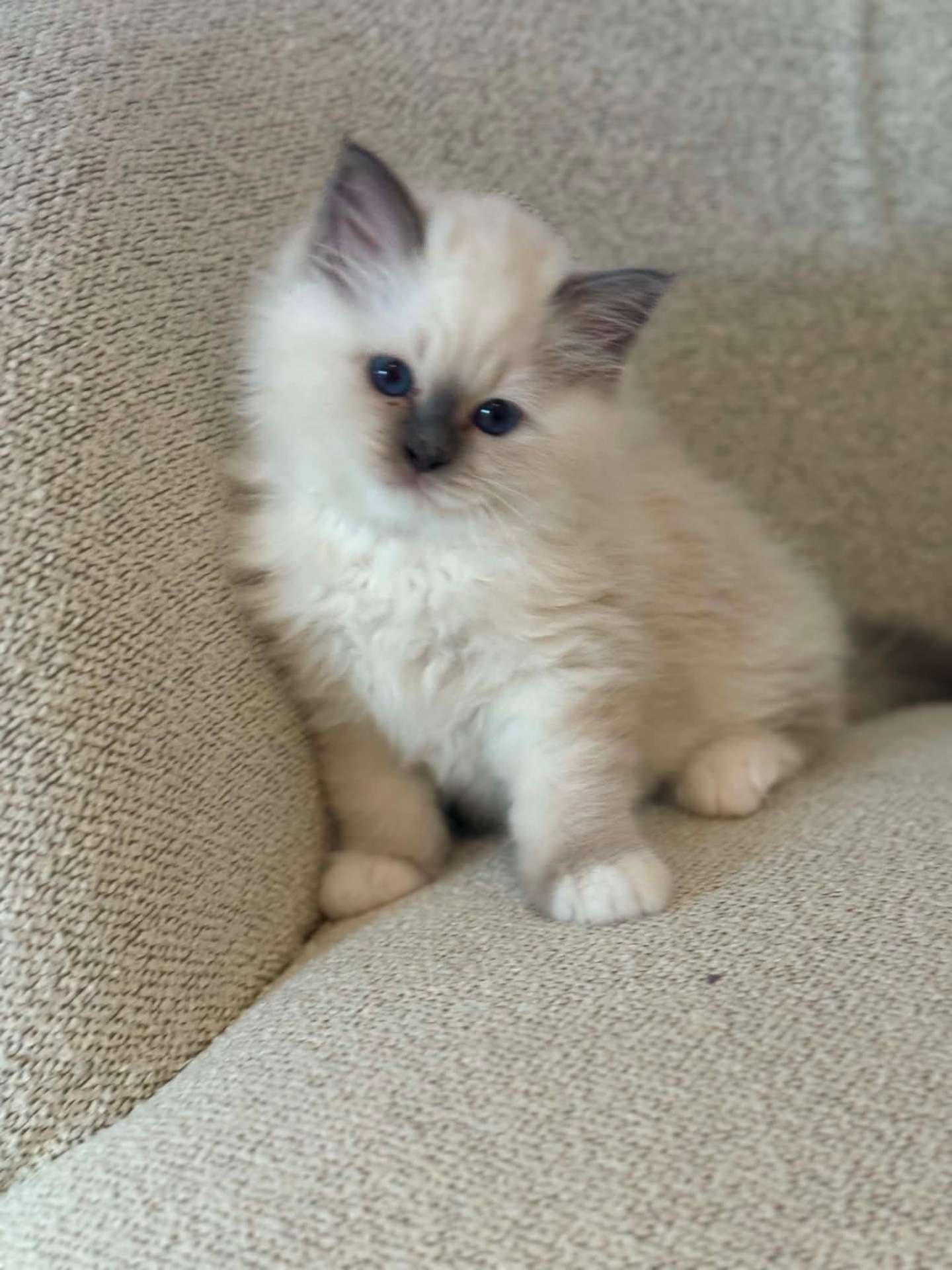 Fluffy Birma-kattunge