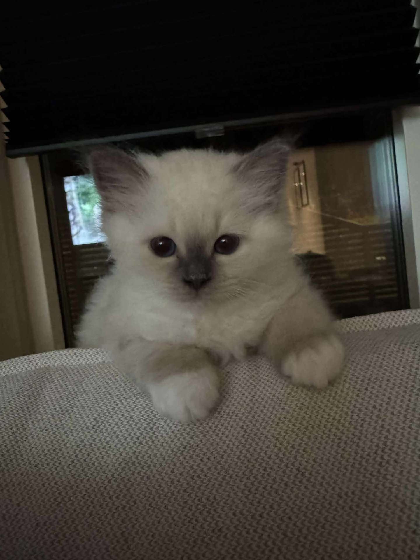 Kattunge i vinduskarmen